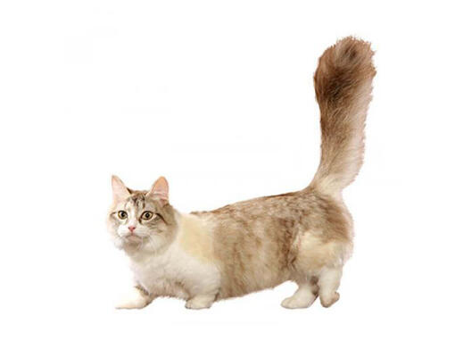 Munchkin breeders deals